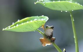 frog with plant